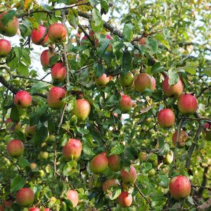 Jabloň domáca (Malus Domestica) ´GALA´ - výška 190-230 cm, obvod kmeňa 20/25 cm, kont. C60L